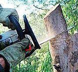 Trusted Valley, AL Tree Services Experts