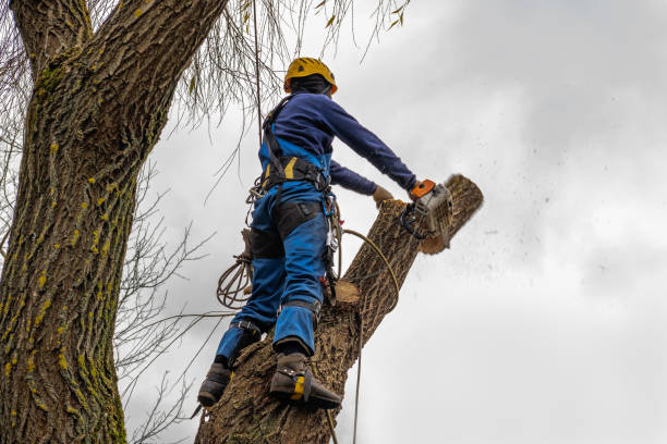 How Our Tree Care Process Works  in  Valley, AL